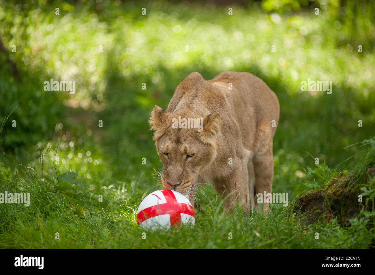 London Zoo, Regent’s Park, London UK. 12th June 2014. ZSL London Zoo’s three Asian lionesses try their ball skills for the England team as the World Cup kicks off. Lions have been mascots of the England football shirt since 1872. Credit:  Malcolm Park editorial/Alamy Live News Stock Photo