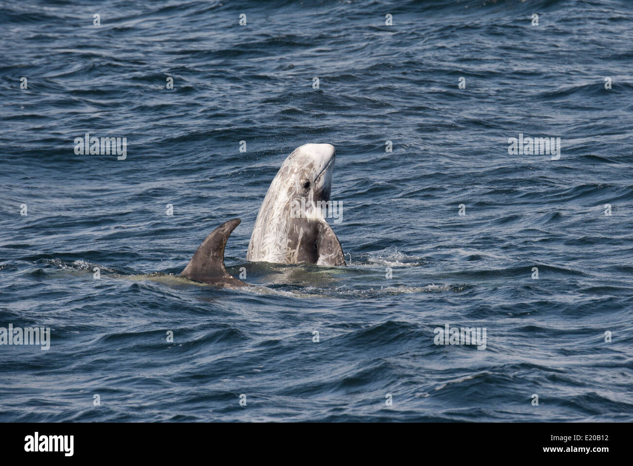 Risso's Dolphin (Grampus griseus) spyhopping. Monterey, California ...