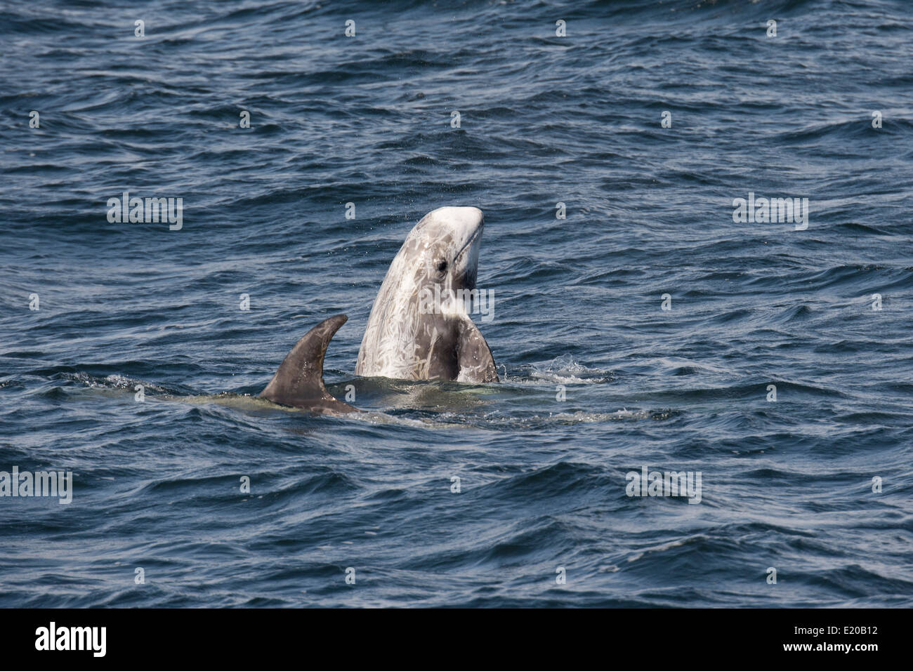 Risso's Dolphin (Grampus griseus) spyhopping. Monterey, California, Pacific Ocean. Stock Photo