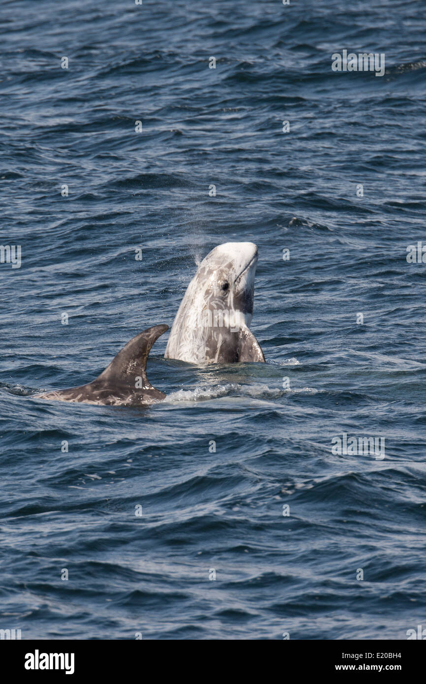 Risso's Dolphin (Grampus griseus) spyhopping. Monterey, California, Pacific Ocean. Stock Photo