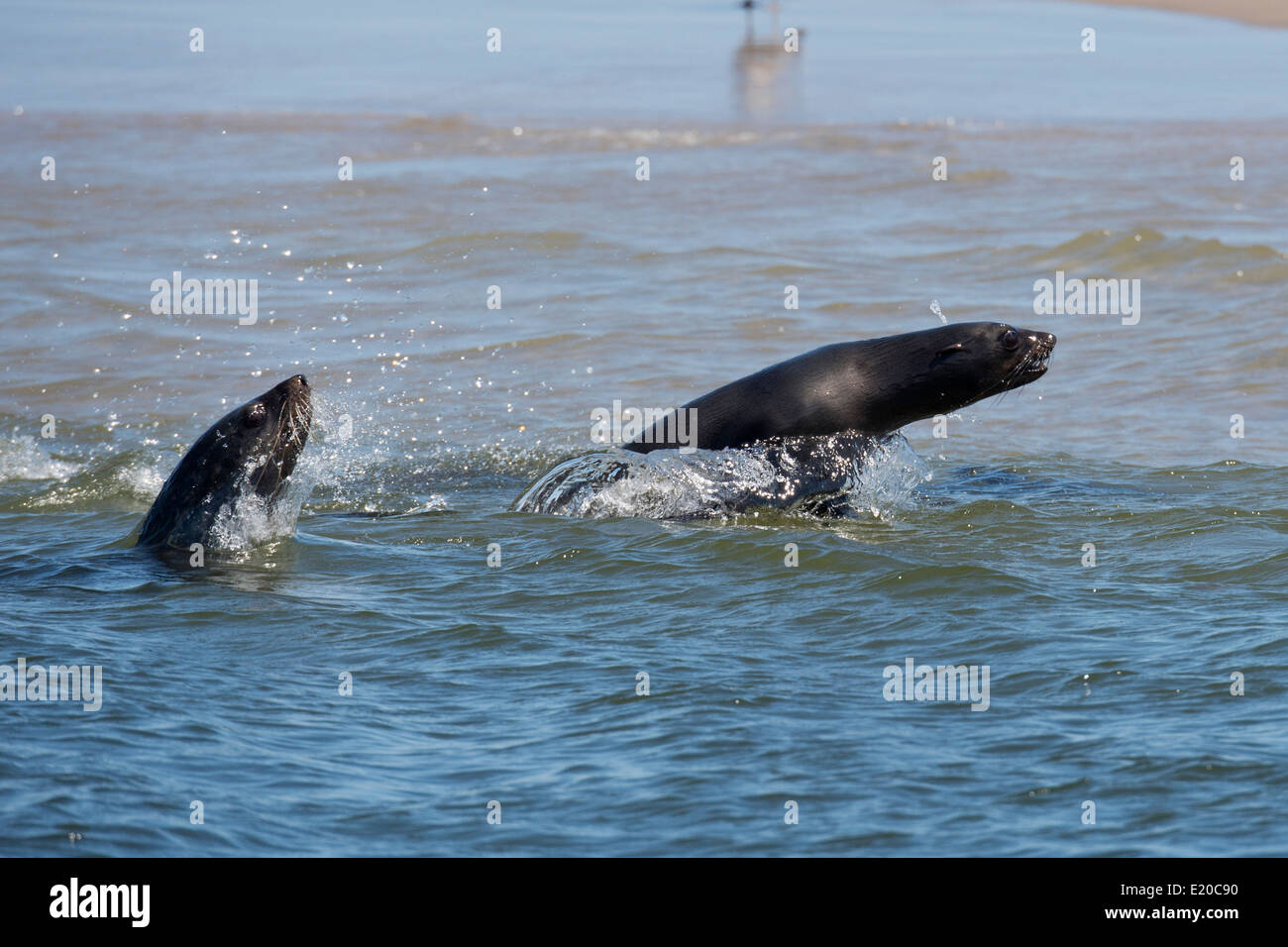 Cape fur seals (Arctocephalus pusillus), porpoising at Pelican Point, Walvis Bay, Namibia. Stock Photo