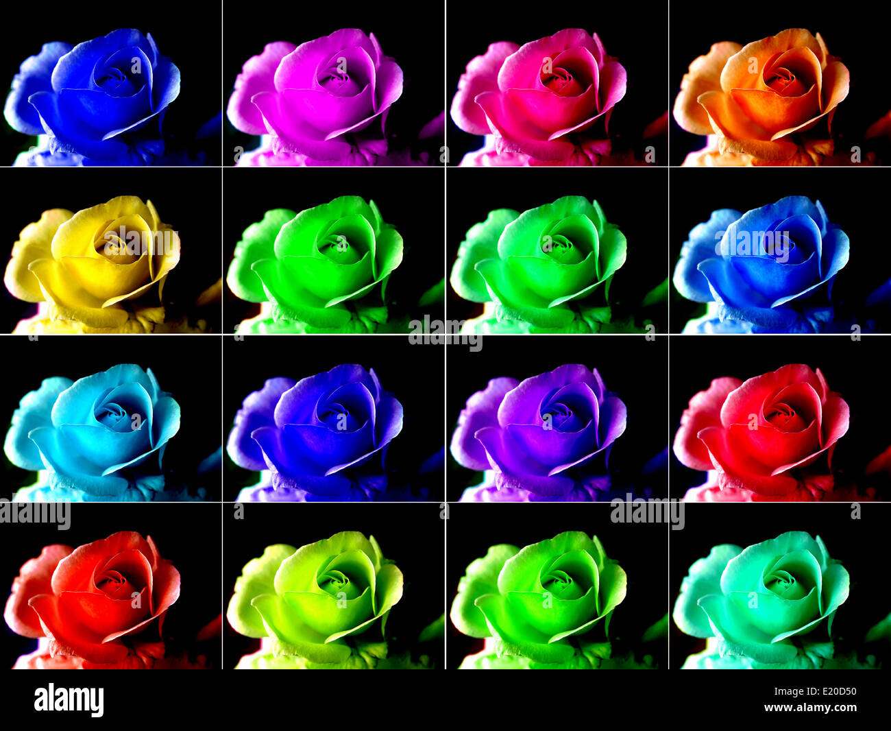 Colour pop rose hi-res stock photography and images - Alamy