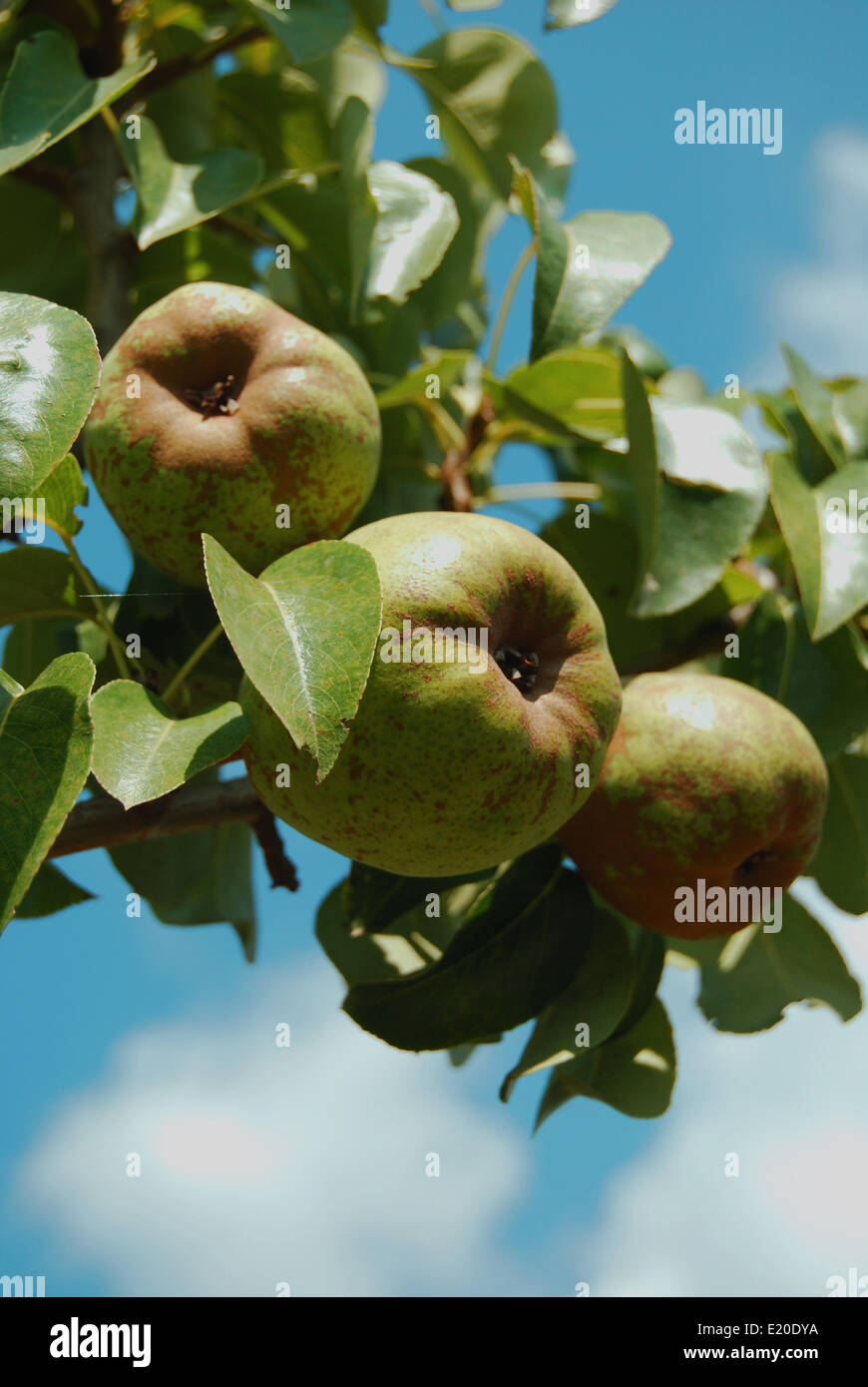 Ripe william pears hi-res stock photography and images - Alamy