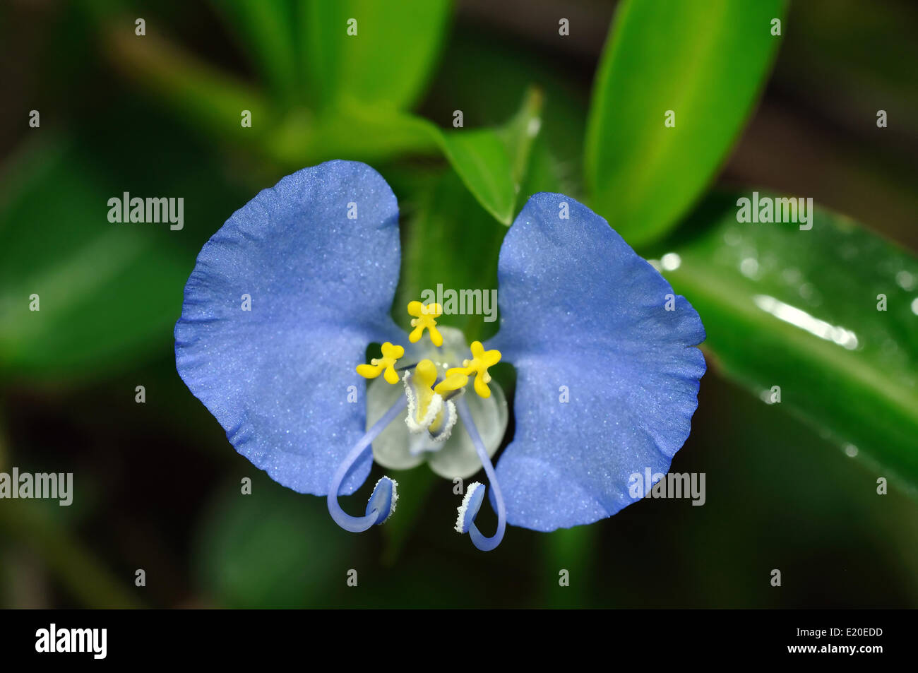 Swamp dayflower hires stock photography and images Alamy