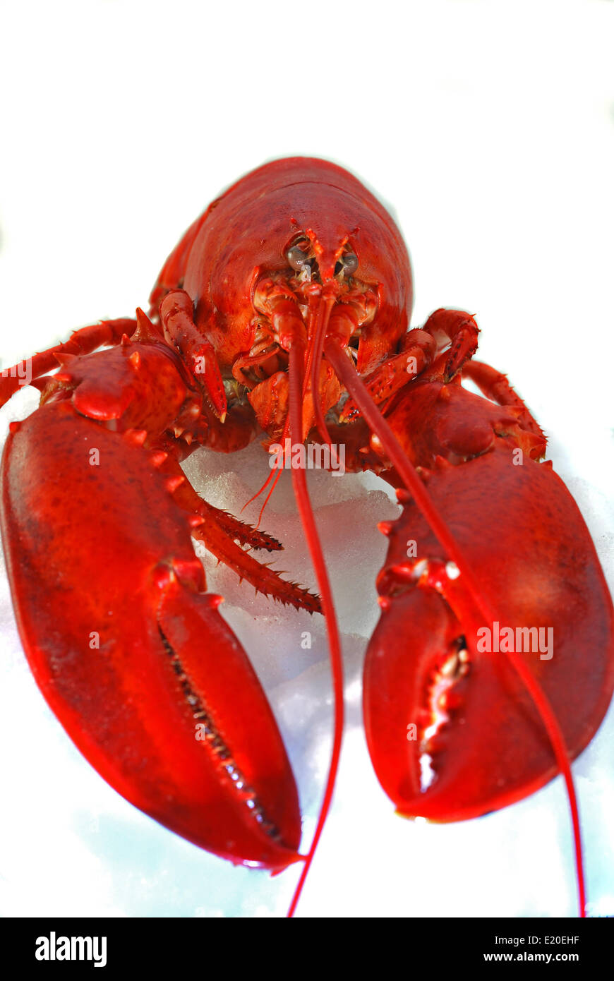 Lobster with claws Stock Photo Alamy