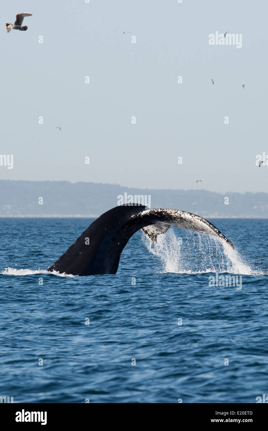 Humpback Whale (Megaptera novaeangliae) fluking. Monterey, California, Pacific Ocean. Stock Photo