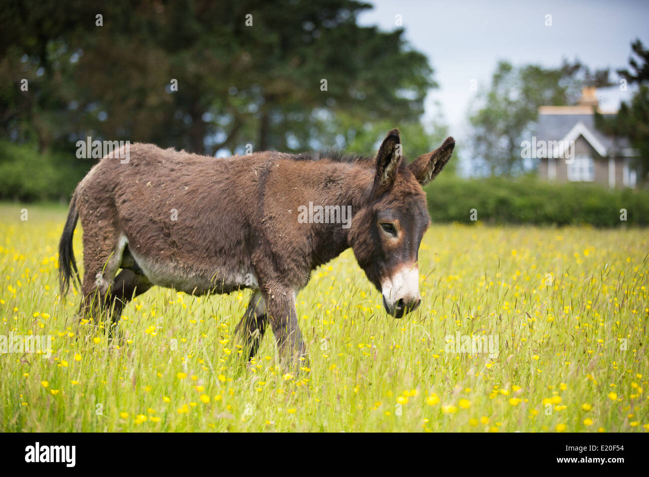 A lone brown donkey in a field of buttercups Stock Photo