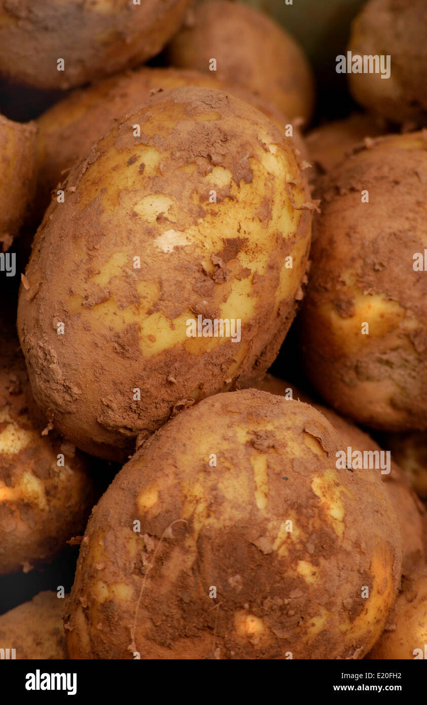 organic potatoes Stock Photo Alamy