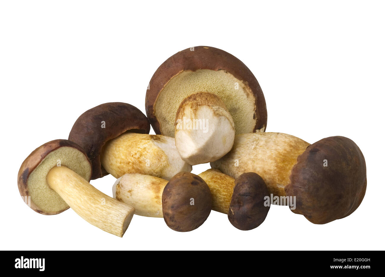 edible mushrooms Stock Photo