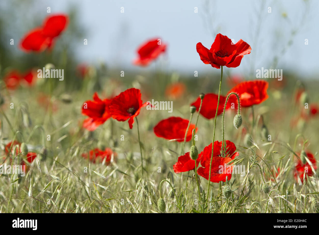 red poppies on the field Stock Photo