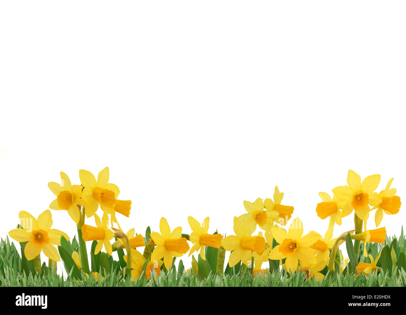 Spring flowers isolated over white background Stock Photo - Alamy