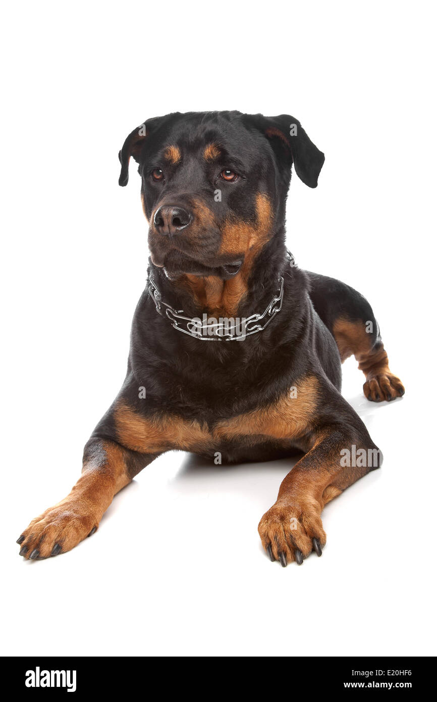 Rottweiler Stock Photo