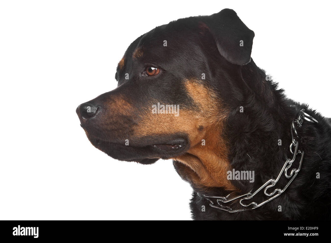 Rottweiler perro hi-res stock photography and images - Alamy
