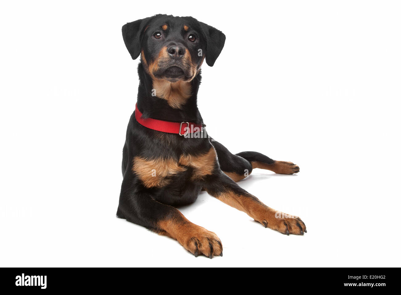 Cani rottweiler hi-res stock photography and images - Alamy