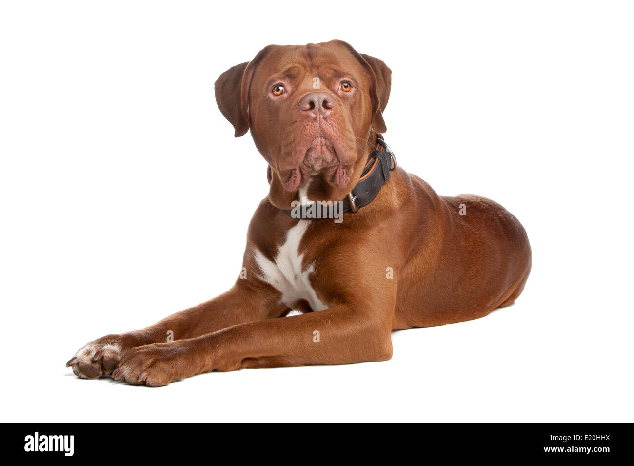 mix bull mastiff,tosa inu Stock Photo