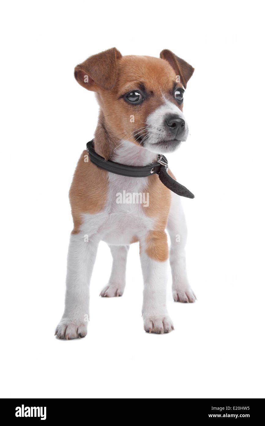 Jack Russel Terrier puppy Stock Photo