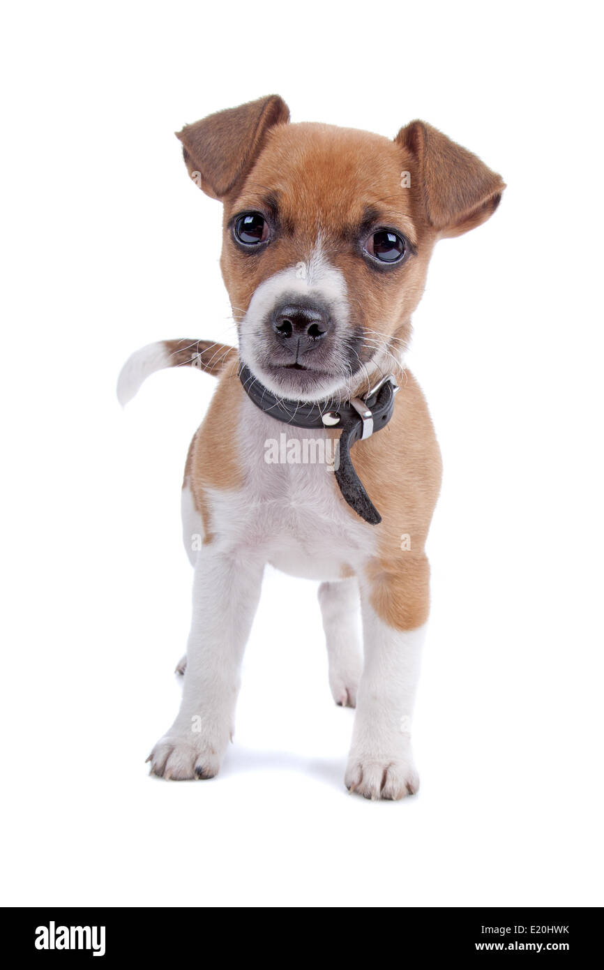 Jack Russel Terrier puppy Stock Photo