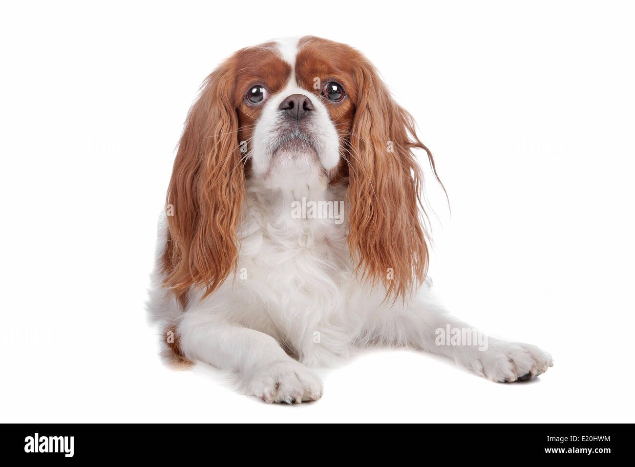 Cavalier King Charles Spaniel Dog Stock Photo - Alamy