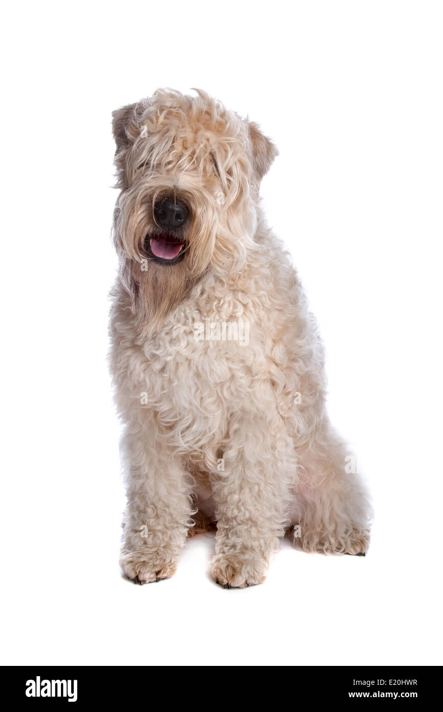 soft coated wheaten terrier dog Stock Photo Alamy