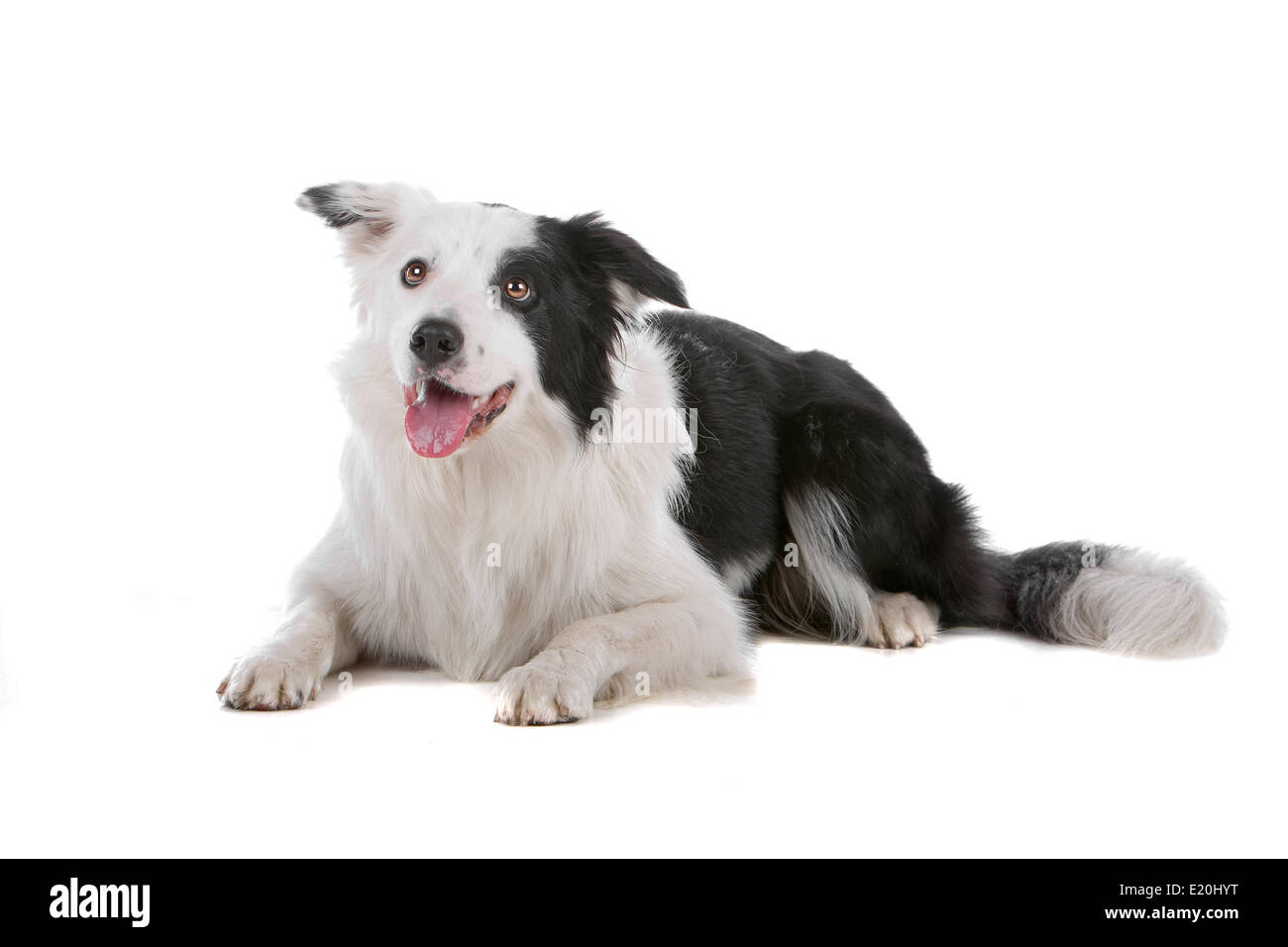 border collie sheepdog Stock Photo - Alamy
