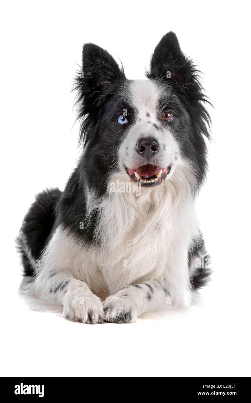 border collie sheepdog Stock Photo Alamy