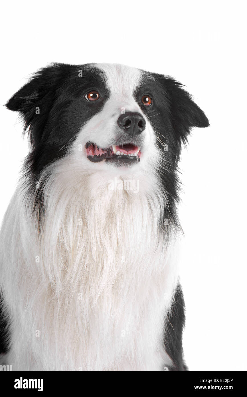 border collie sheepdog Stock Photo Alamy