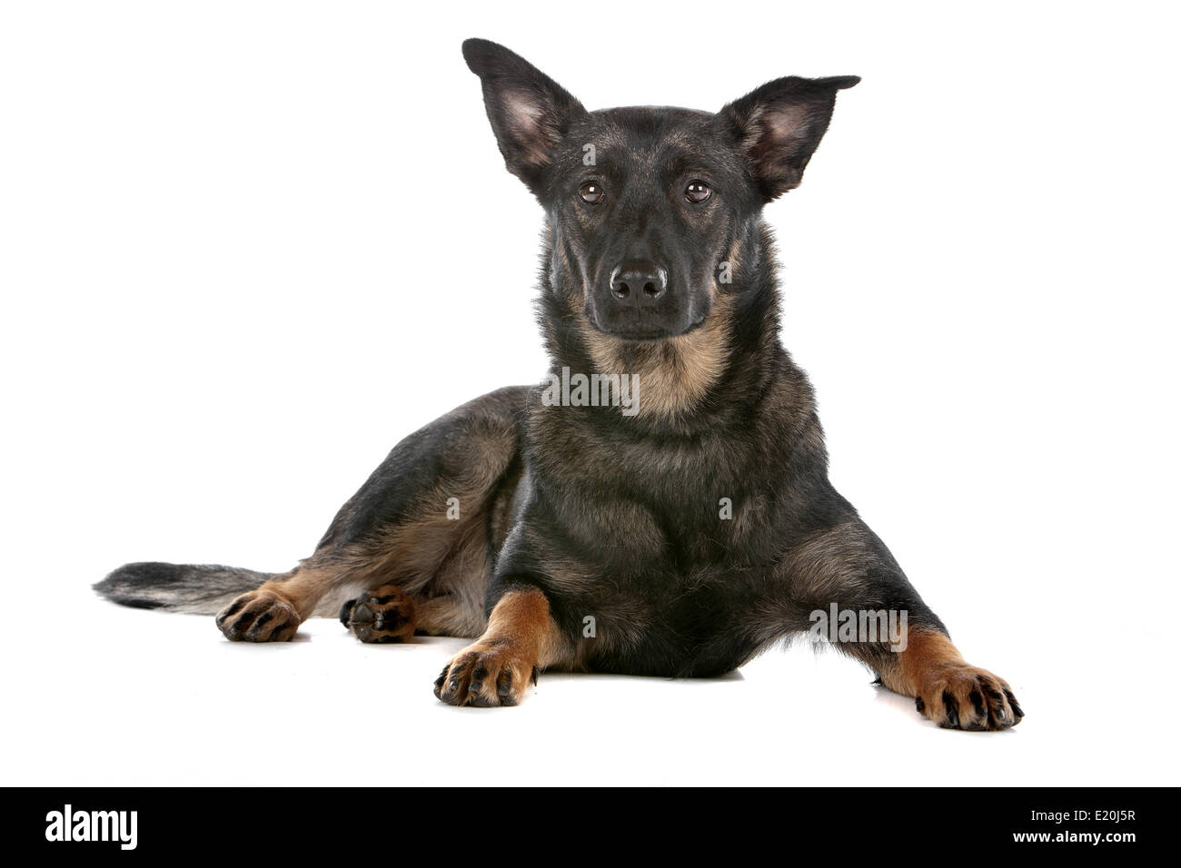 Dutch shepherd dog Stock Photo - Alamy