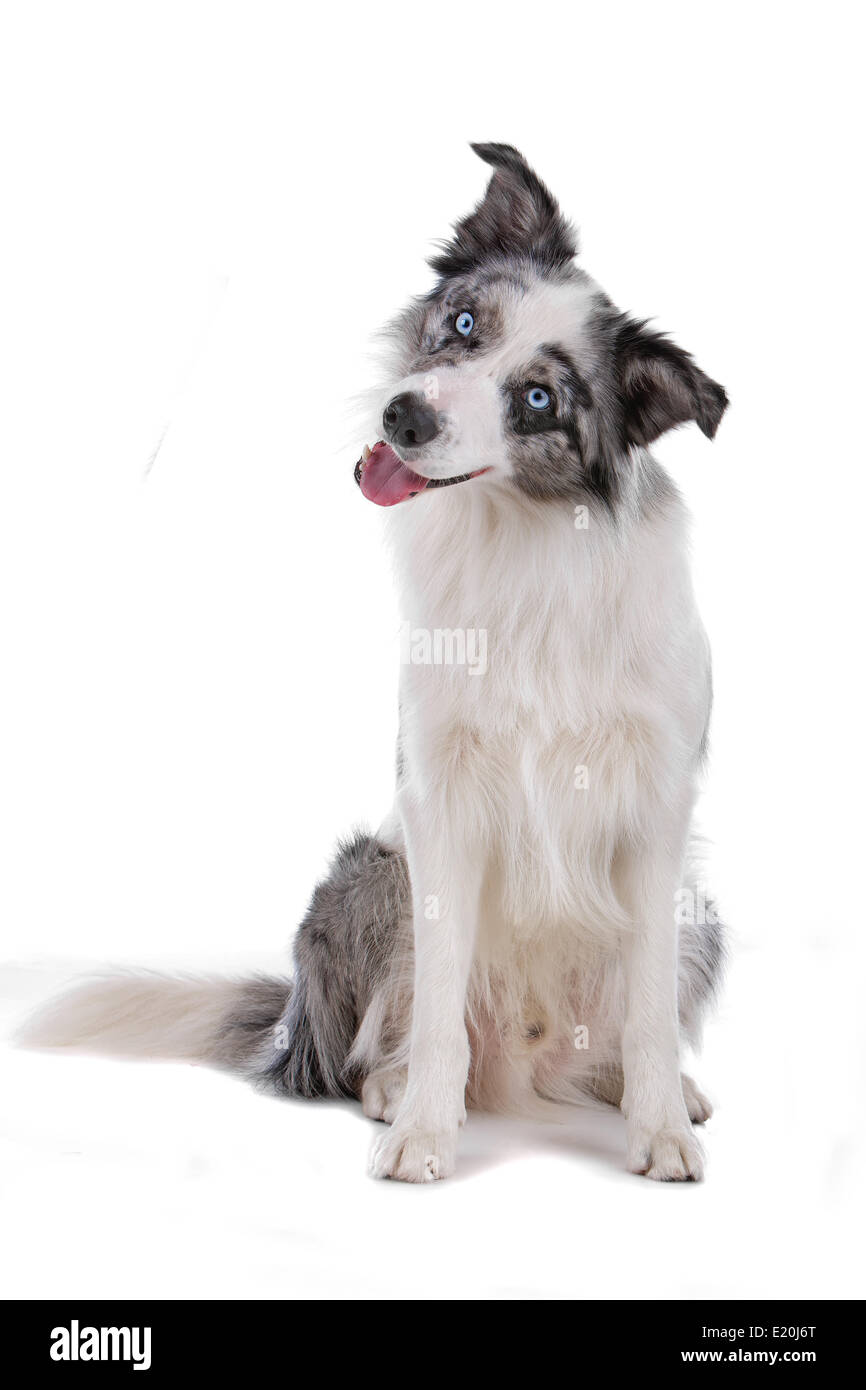 border collie sheepdog Stock Photo Alamy