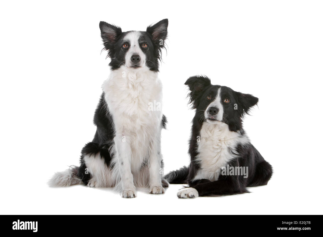 two border collie sheepdogs Stock Photo Alamy
