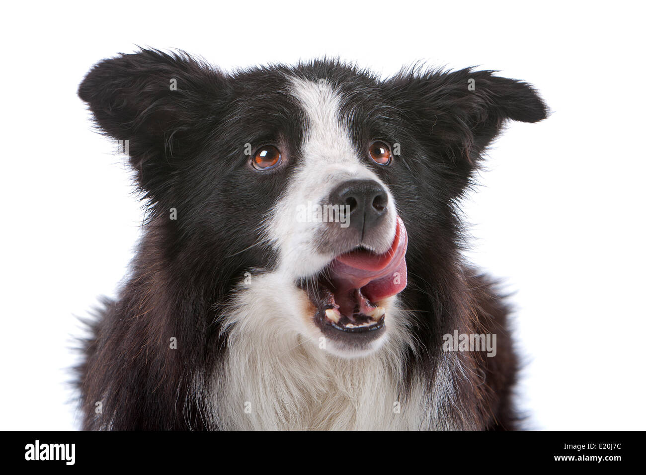 border collie sheepdog Stock Photo