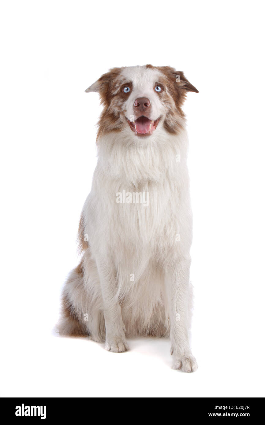 border collie sheepdog Stock Photo Alamy