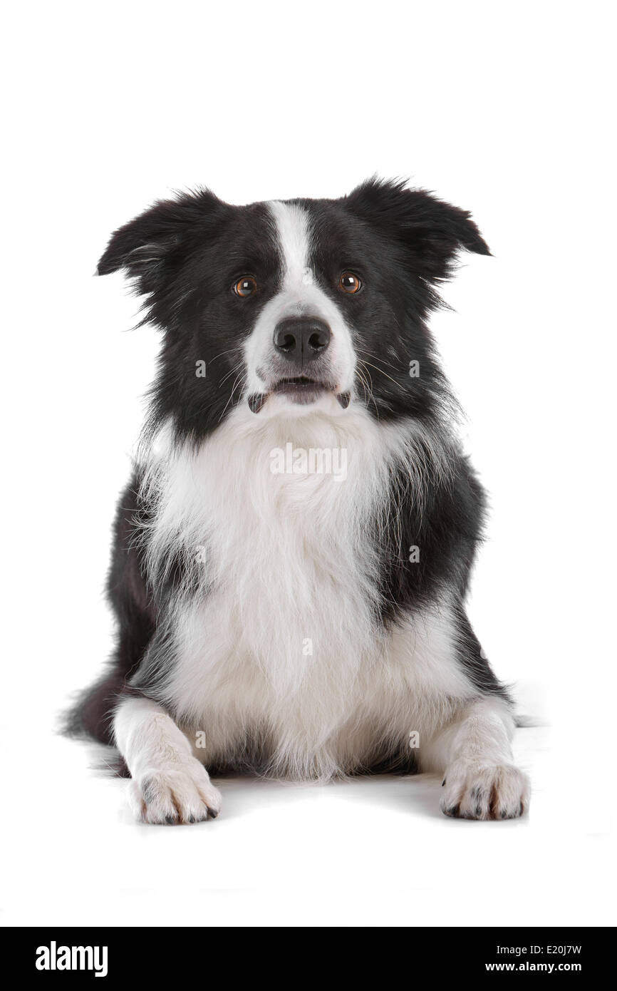 border collie sheepdog Stock Photo Alamy