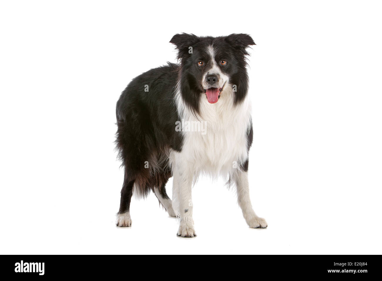 border collie sheepdog Stock Photo Alamy