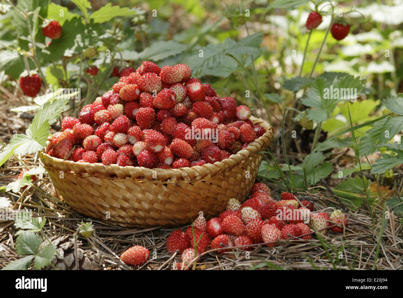 Strawberries in wicker plate hi-res stock photography and images - Alamy