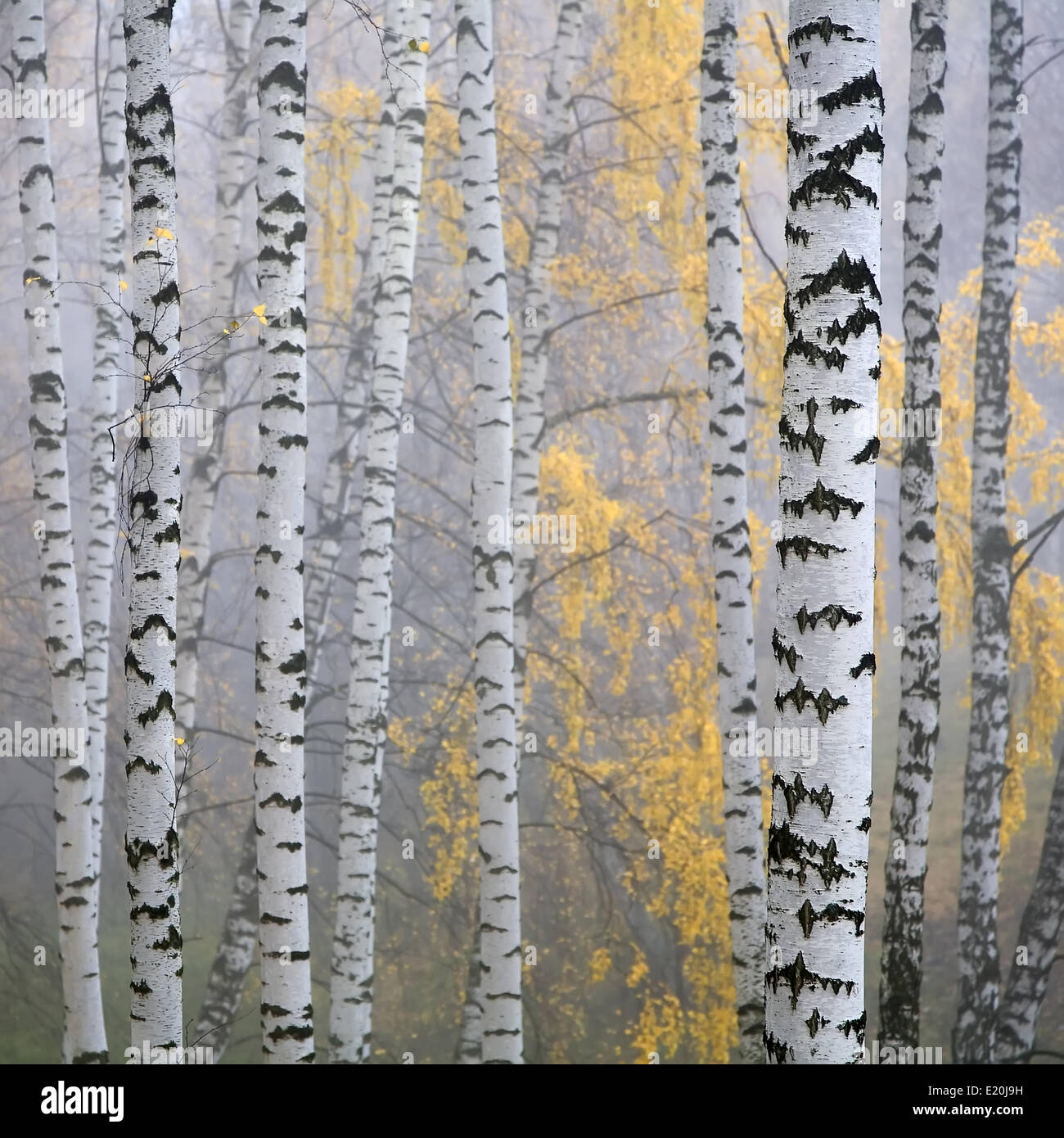 birch forest Stock Photo