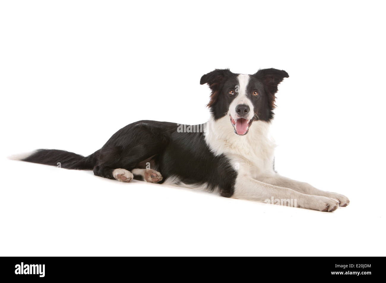 border collie sheepdog Stock Photo Alamy