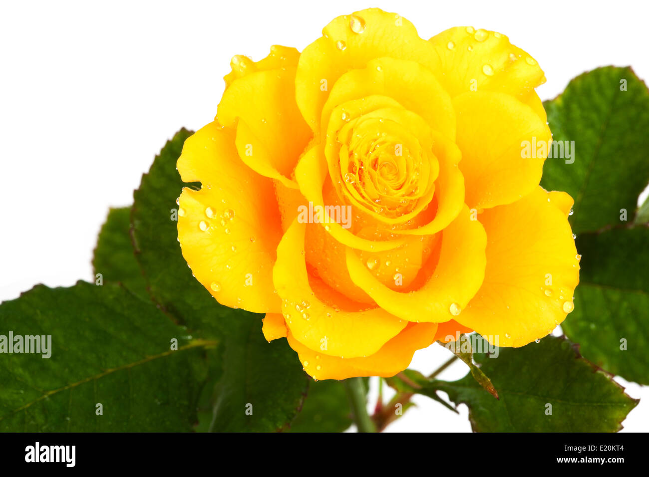 Beautiful bright yellow rose hi-res stock photography and images - Alamy