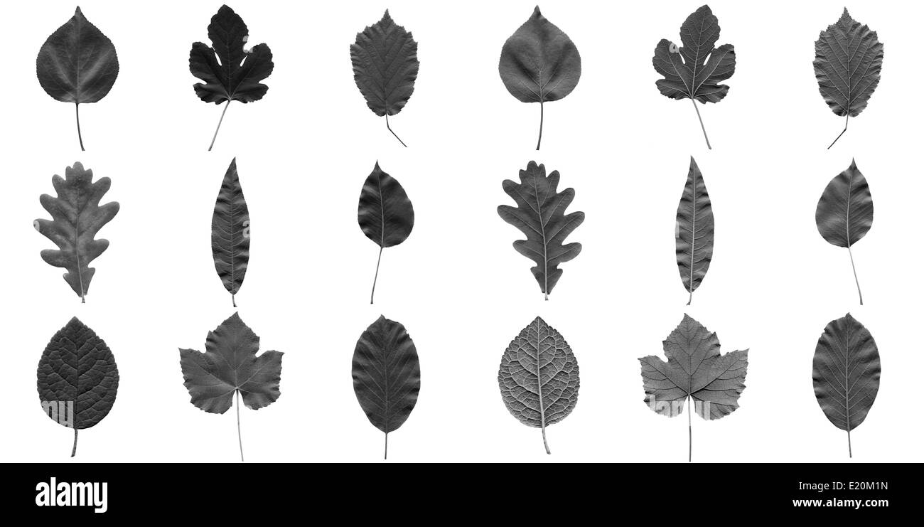 Leaves collage Stock Photo