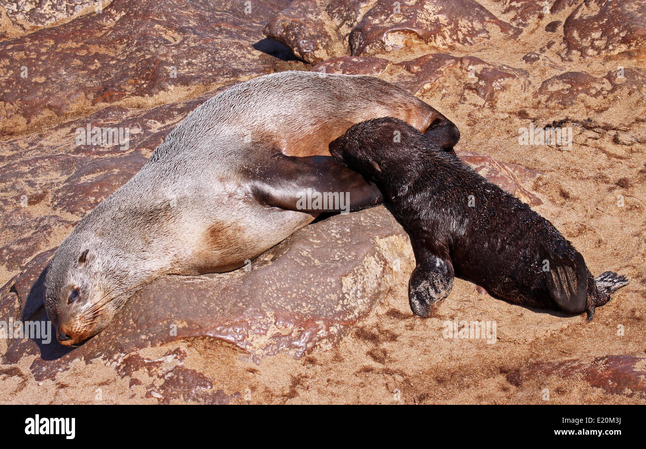South African fur seal, cape cross, Namibia Stock Photo