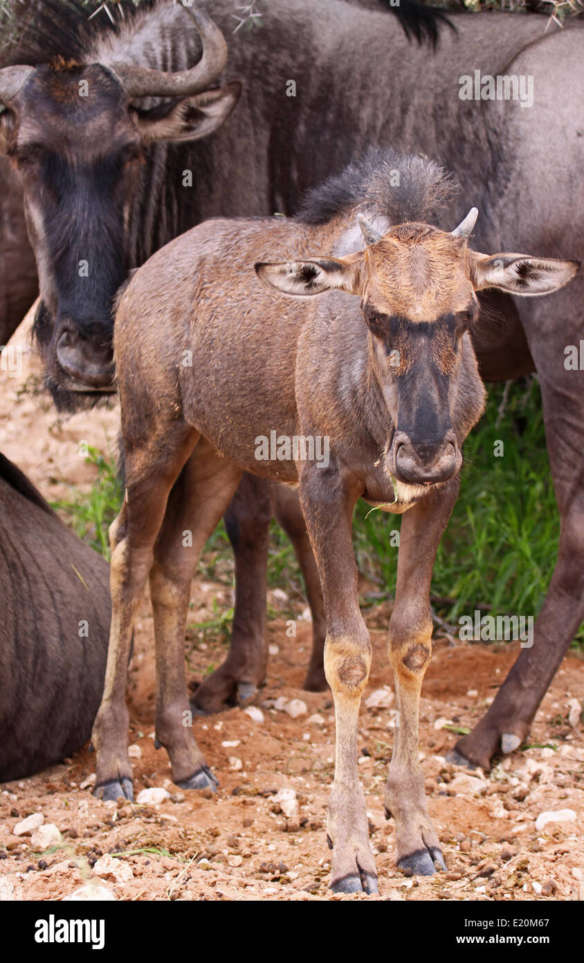 young blue wildebeest, south africa Stock Photo