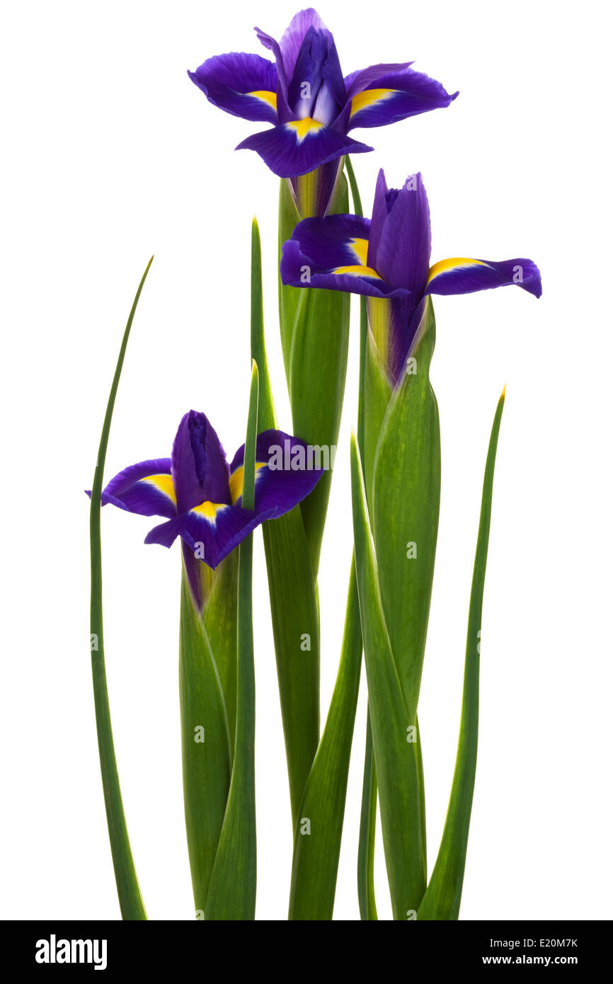 Beautiful blue flowers Stock Photo - Alamy