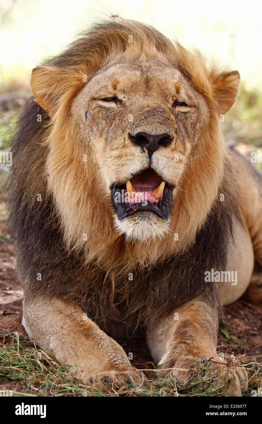 Male lion in south africa Stock Photo - Alamy