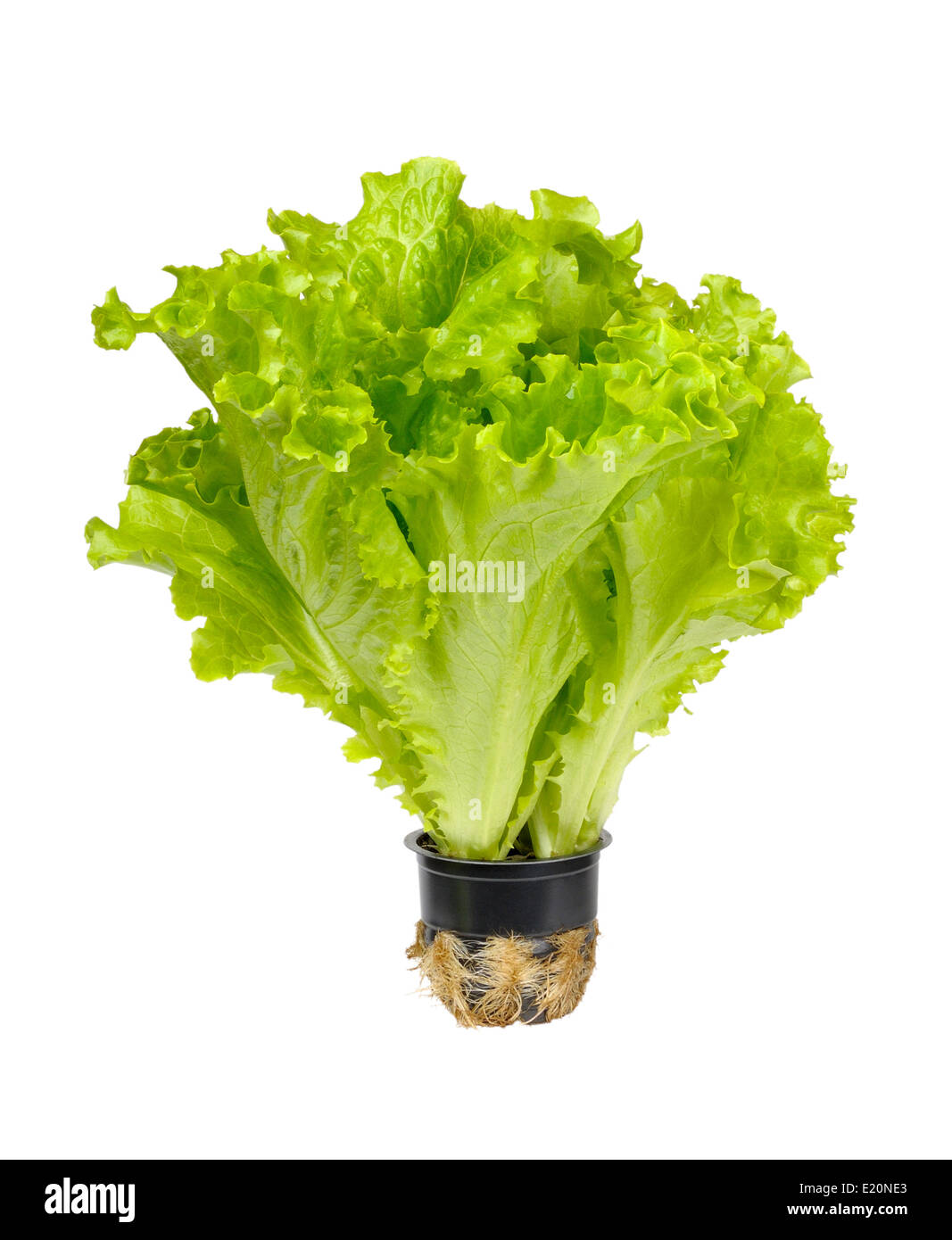 Butterhead lettuce Stock Photo Alamy