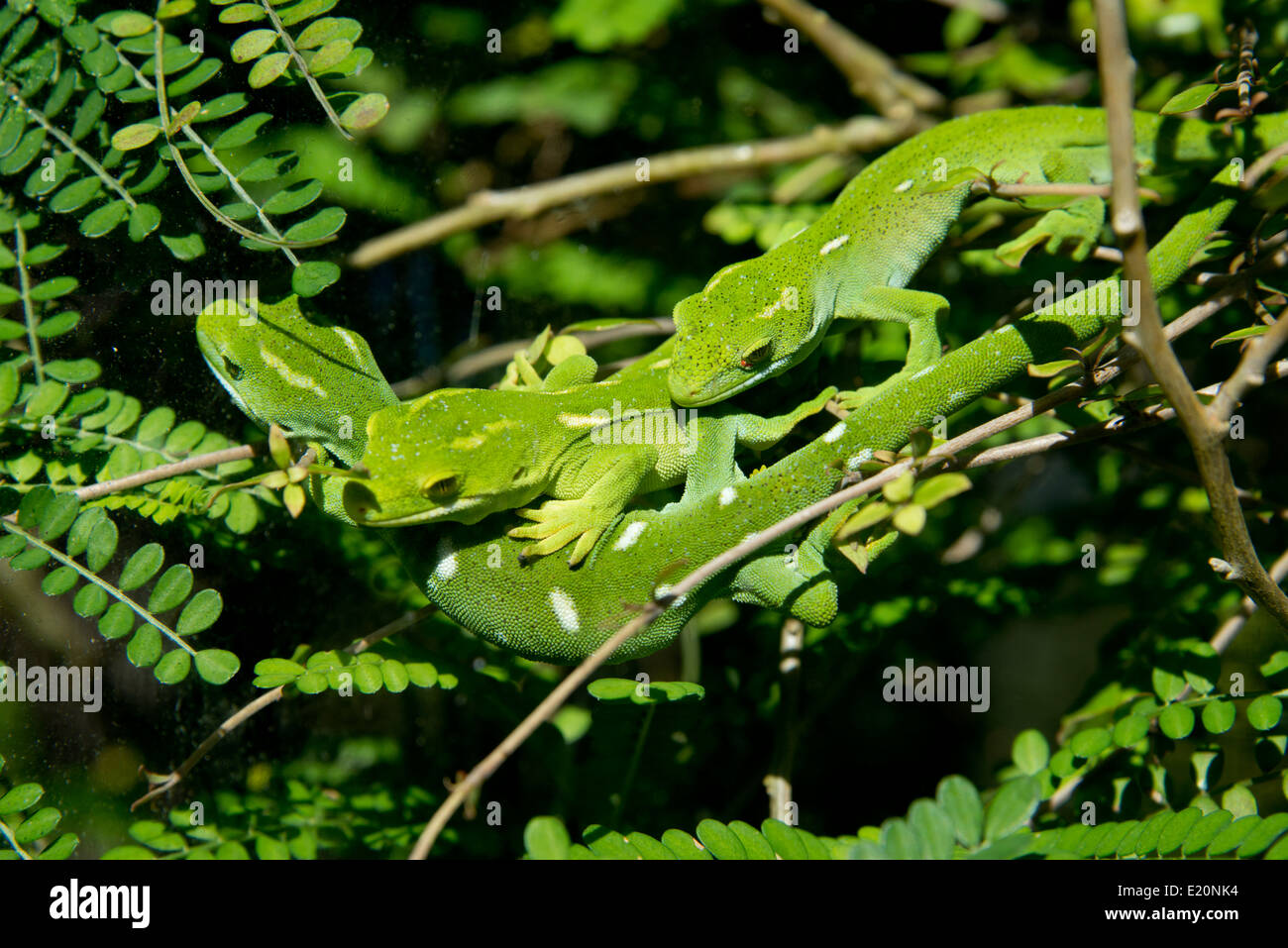 New Zealand, North Island, Wellington, Zealandia. Wellington Green Gecko aka Moko kakariki. Stock Photo