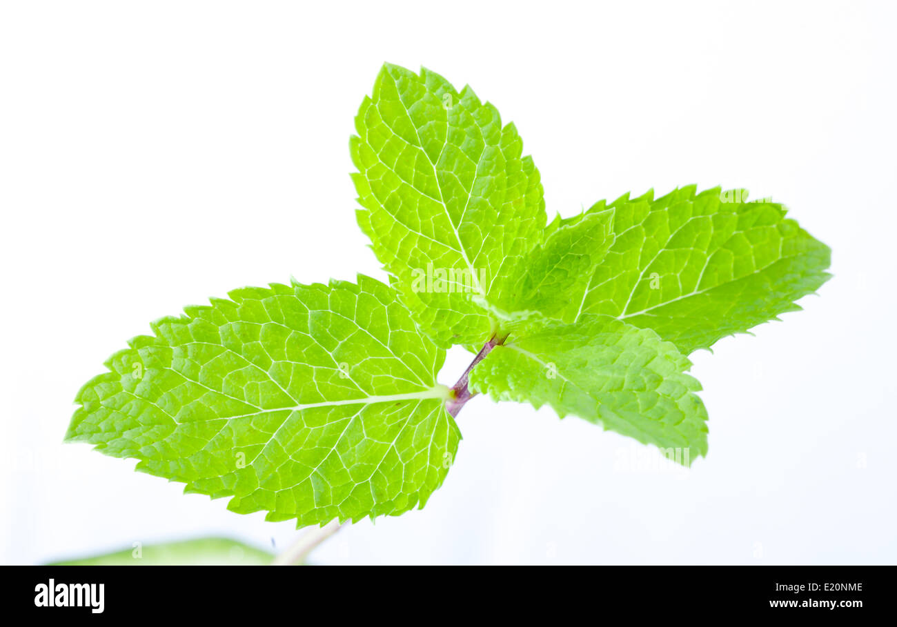 Fresh mint leaves Stock Photo
