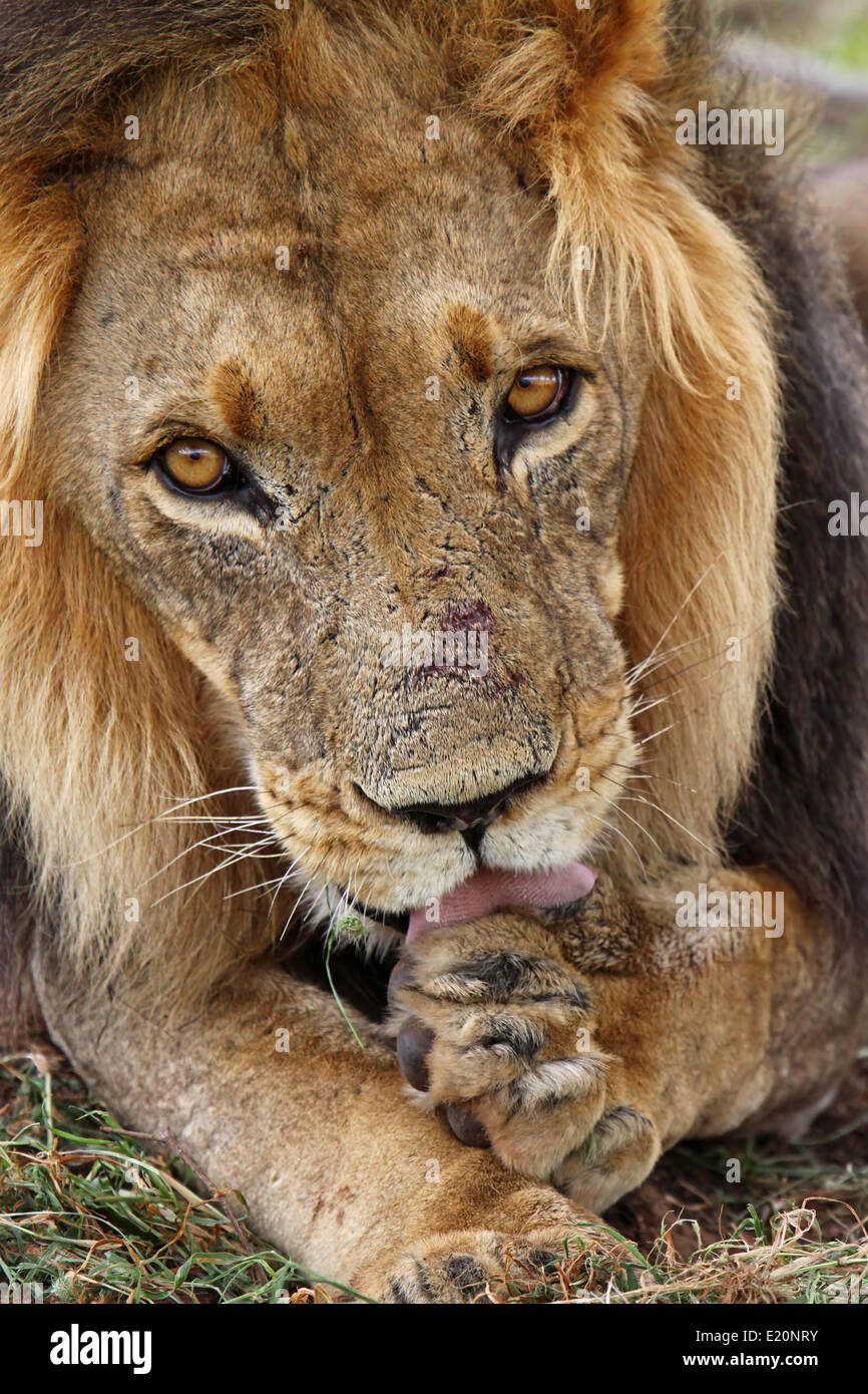 Male lion in south africa Stock Photo - Alamy