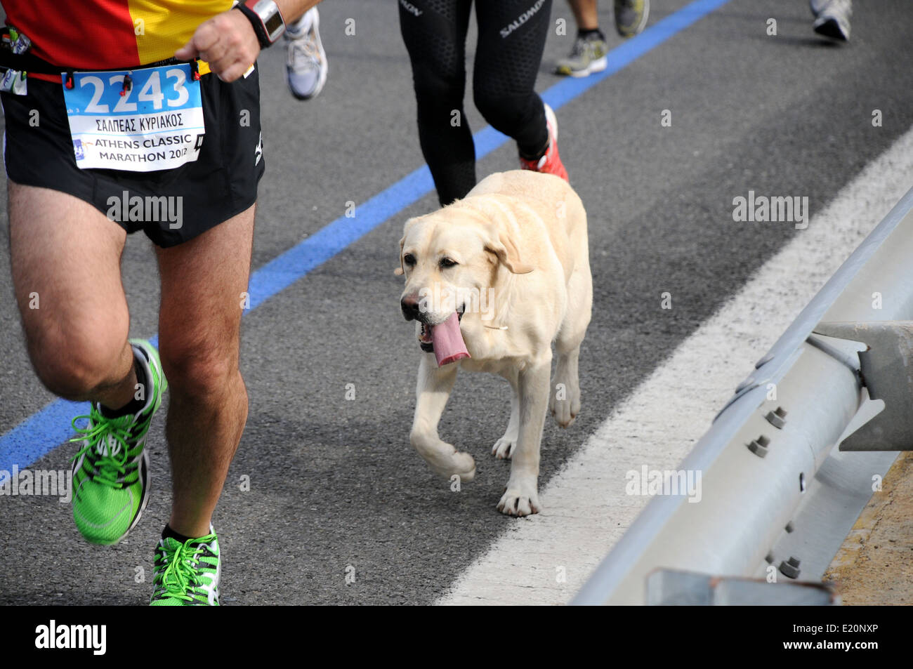 can a dog run a marathon