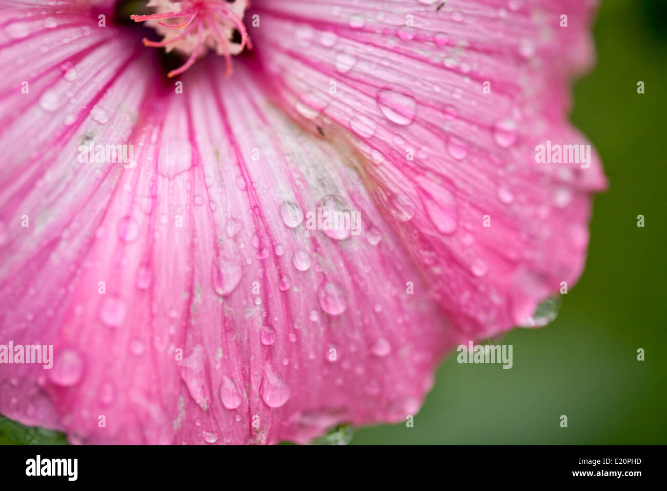 Pink flower Stock Photo