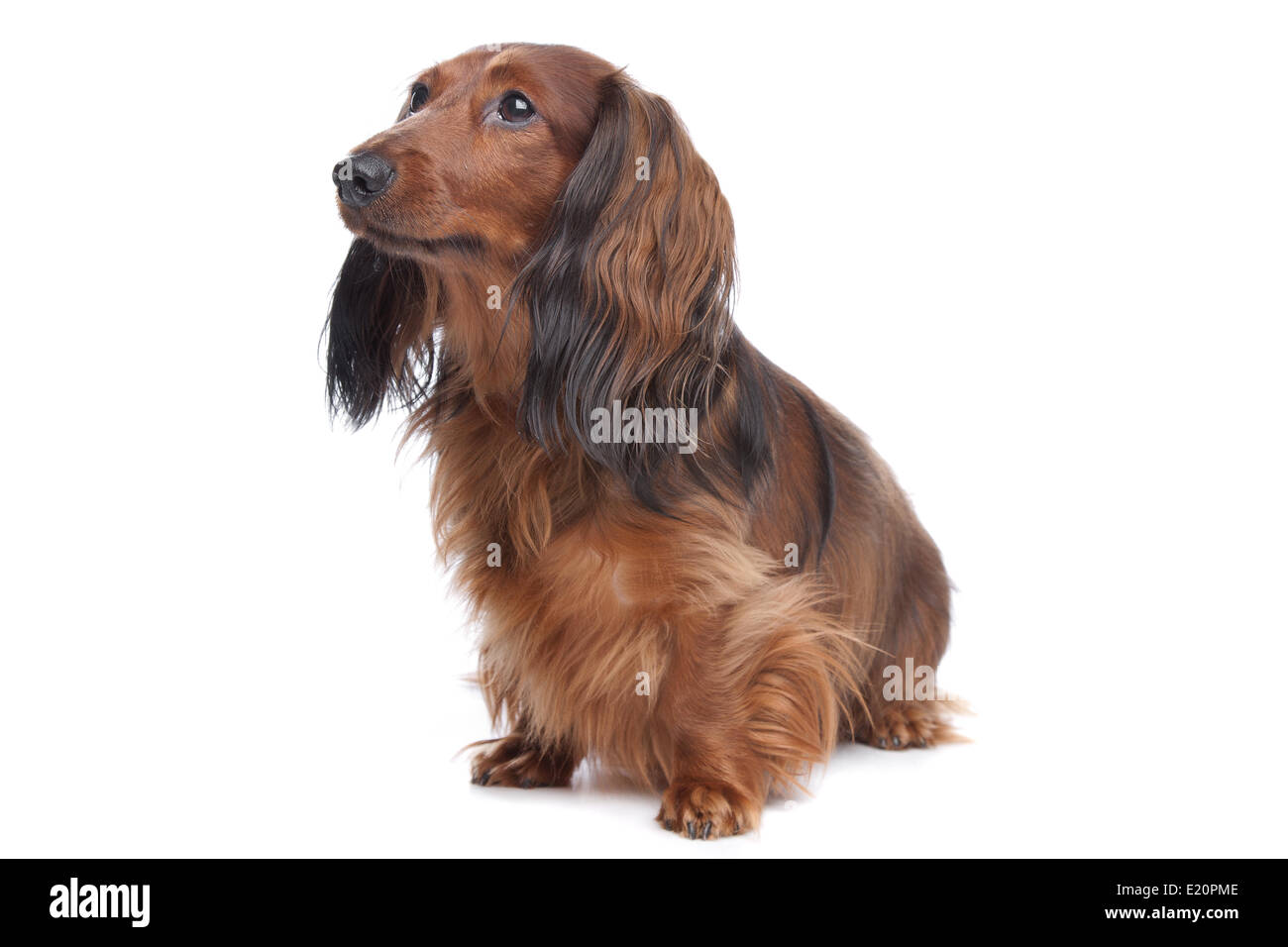 Standard long haired dachshund hires stock photography and images Alamy