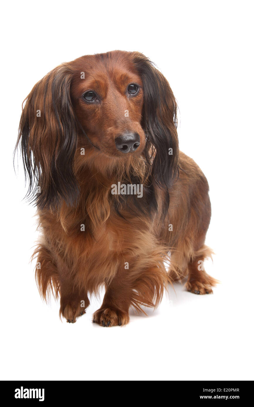 standard long haired Dachshund Stock Photo Alamy